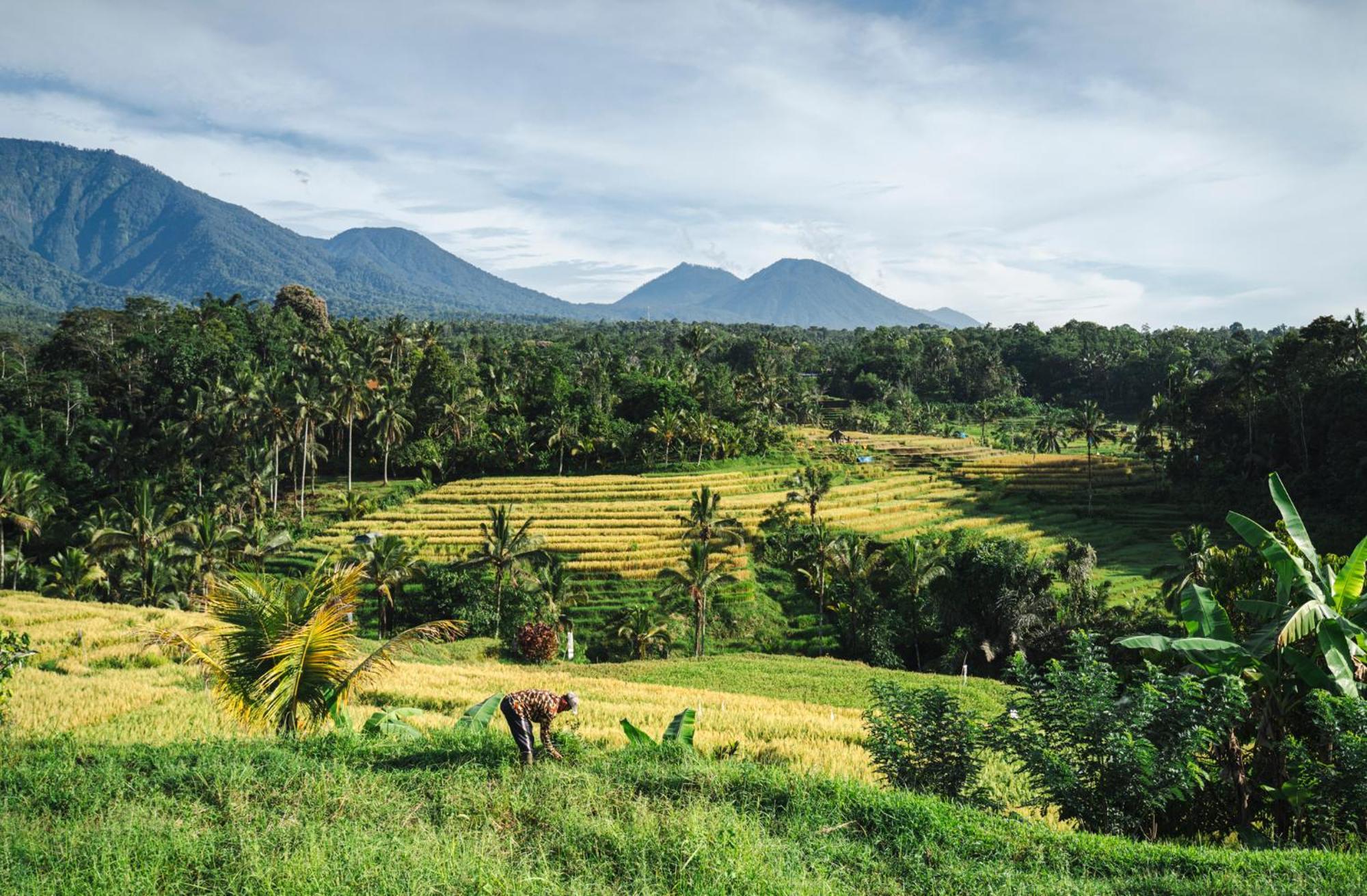 Willa Oemah Tepi Sawah Jatiluwih Zewnętrze zdjęcie